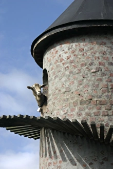 Stellenbosch Prints: Paarl, South Africa. Fairview winery, goat tower. Producers of Goats du Roam wine