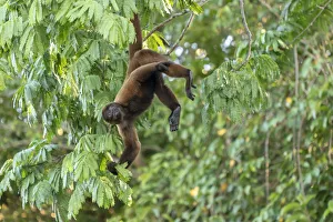Hanging Prints: Pacaya Samiria Reserve, Peru. Brown woolly monkey (Humboldts woolly monkey) hanging