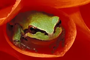 Pacific Chorus frog in dahlia. Credit as: Dennis Kirkland / Jaynes Gallery / Danita