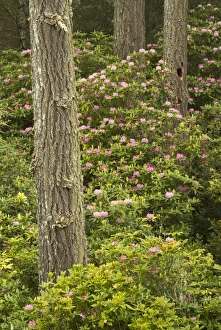 Pacific coast rhododendron, Rhodoendron macrophyllum, Florence, Oregon