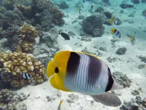 Fiji Prints: Pacific Double-saddle Butterflyfish (Chaetodon ulietensis), Plantation Island Resort