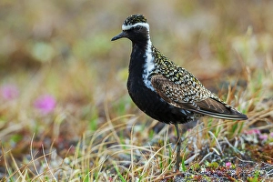 Shorebird Prints: Pacific golden plover pause for a moment on the arctic tundra habitat of its summer home in Alaska