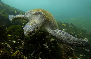 Pacific green turtle (Chelonia mydas agassisi) off Santiago (James) Island. GALAPAGOS