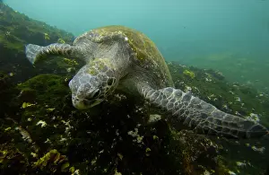 Swim Prints: Pacific green turtle (Chelonia mydas agassisi) off Santiago (James) Island. GALAPAGOS