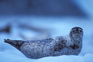 Southcentral Alaska Prints: pacific harbor seal, Phoca vitulina, on an ice floe from Northwest Glacier, Kenai