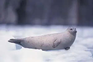 Southcentral Alaska Prints: pacific harbor seal, Phoca vitulina richardsi Linnaeus, on ice, Northwestern Fjord