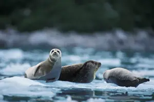 pacific harbor seals, Phoca vitulina richardsi Linnaeus, on ice, Northwestern Fjord