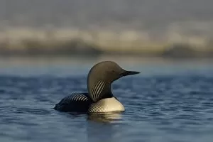 Images Dated 17th June 2006: pacific loon, Gavia pacifica, on a freshwater lake in the National Petroleum Reserves