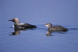 North Slope Prints: pacific loon, Gravia pacifica, on the central arctic coast of Alaska