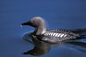 Anwr Prints: pacific loon, Gravia pacifica, with a fish in its beak on the central Arctic coast