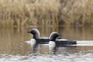Wetlands Prints: Pacific Loon Pair