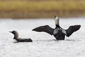 Pacific Loon Pair