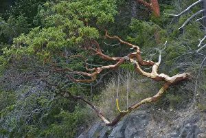 Images Dated 29th July 2006: Pacific Madrona (Arbutus menziesii) Tree, Orcas Island, Washington, US