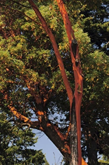 Images Dated 24th July 2012: Pacific Madrona Tree, East Sound, Orcas Island, Washington, USA