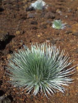 Asteraceae Prints: Pacific, Mid-Pacific, Mid-Pac, Hawaii