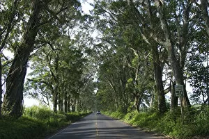 Pacific Ocean, Hawaii, Kauai, USA. The Tunnel of Trees near Koloa