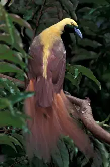 Pacific, Papua New Guinea Greater Bird of Paradise (Paradisaea apoda)
