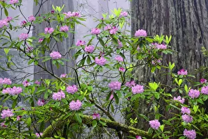 Pacific Rhododendron in foggy redwood forest, Redwood National Park