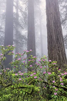 Pacific Rhododendron in foggy redwood forest, Redwood National Park
