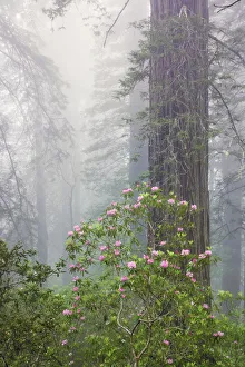Pacific Rhododendron in foggy redwood forest, Redwood National Park