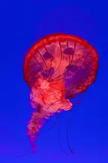 Jellyfish Prints: Pacific Sea Nettle Jellyfish (Chrysaora fuscescens), Shanghai Aquarium, Shanghai, China