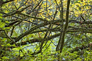Images Dated 9th October 2005: Pacific temperate rainforest, Stanley Park, British Columbia