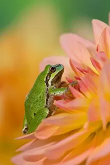 Images Dated 18th September 2005: Pacific tree frog on flowers in our garden, Sammamish Washington