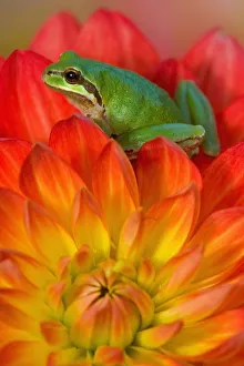 Images Dated 18th September 2005: Pacific tree frog on flowers in our garden, Sammamish Washington