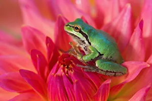 Images Dated 18th September 2005: Pacific tree frog on flowers in our garden, Sammamish Washington