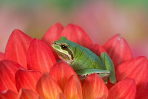 Images Dated 18th September 2005: Pacific tree frog on flowers in our garden, Sammamish Washington
