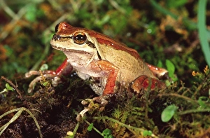 Pacific Treefrog, Hyla regilla, Native to Calfornia