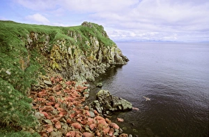 Beard Prints: Pacific Walrus (Odobenus rosmarus divergens). Round Island, Alaska, USA, North America