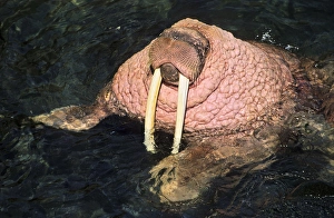 Images Dated 24th January 2013: Pacific Walrus (Odobenus rosmarus divergens). Round Island, Alaska, USA, North America