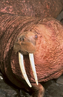 Images Dated 24th January 2013: Pacific Walrus (Odobenus rosmarus divergens). Round Island, Alaska, USA, North America