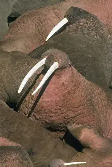 Pacific Walrus (Odobenus rosmarus) Males gather at summer haulout, Round Island