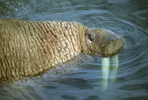 Images Dated 16th February 2009: Pacific Walrus (Odobenus rosmarus) Males gather at summer haulout, Round Island