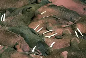 Pacific Walrus (Odobenus rosmarus) Males at summer haulout, Round Island, Walrus Islands Sanctuary