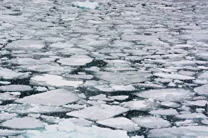 Global Prints: Pack ice in Disko Bay during a snow storm. Ilulissat, Greenland