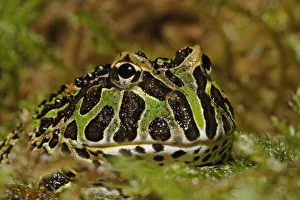 Pacman frog, Ceratophrys
