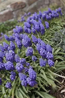 Grape Hyacinth Prints: Pagosa Springs, Colorado, USA. Grape hyacinth flowers in the spring
