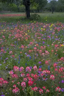 Images Dated 6th April 2005: Paint Brush, Blue Bonnets and Phlox in field surround by Oak Trees near Devine Texas