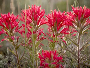Nevada Prints: Paintbrush flowers, Great Basin National Park, Nevada