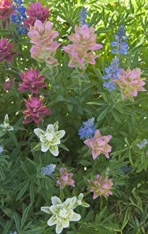 Paintbrush and Lupine, Alta Ski Resort, Uinta- Wasatch - cache National Forest near Alta