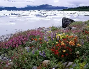 Paint Brush Prints: Paintbrush, Lupine, Fireweed. Icebergs Russell Fiord Wilderness Tongass NF, Alaska