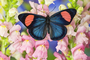Images Dated 2nd November 2014: Painted Beauty Butterfly from the Amazon Region, Batesia hypochlora