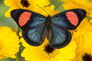 Images Dated 2nd November 2014: Painted Beauty Butterfly from the Amazon Region, Batesia hypochlora
