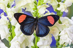 Images Dated 20th December 2014: Painted Beauty Butterfly from the Amazon Region, Batesia hypochlora