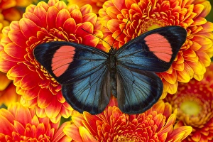 Images Dated 2nd November 2014: Painted Beauty Butterfly from the Amazon Region, Batesia hypochlora