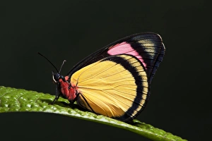 Painted Beauty Butterfly (Batesia hypochlora), Yasuni National Park, Amazon Rainforest, ECUADOR
