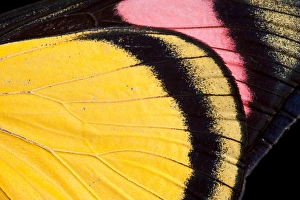 Biology Prints: Painted Beauty Butterfly (Batesia hypochlora)